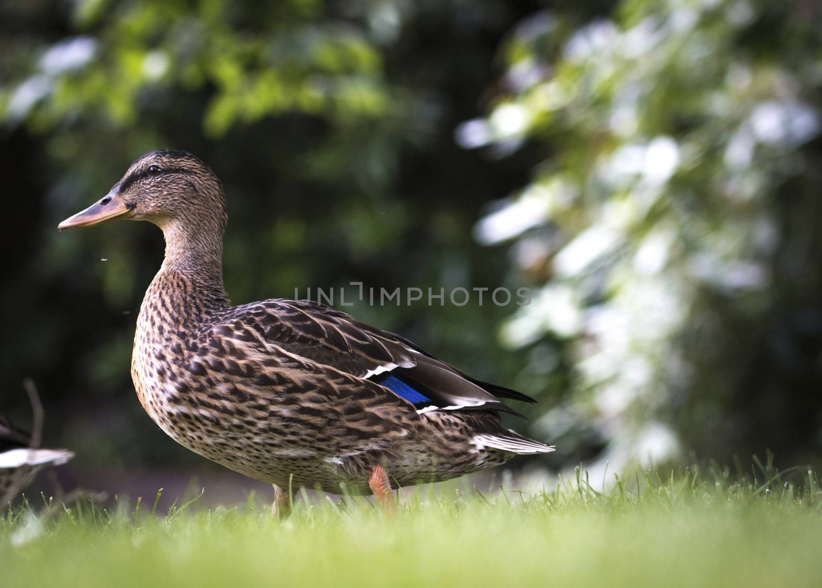 Wild duck, female