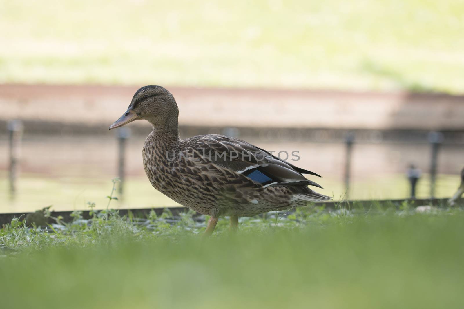 Wild duck, female by avanheertum