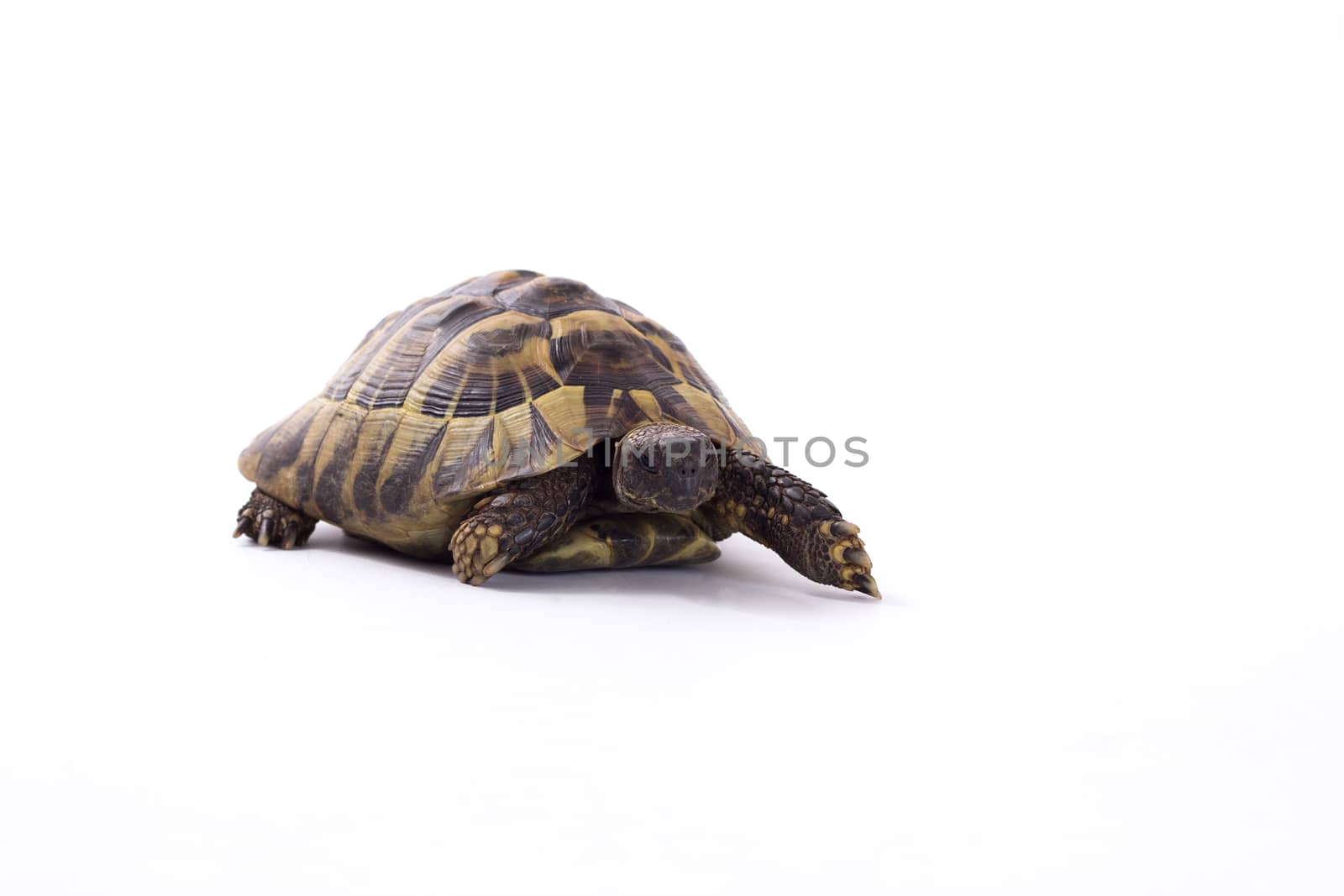 Greek land tortoise, Testudo Hermanni, white studio background by avanheertum