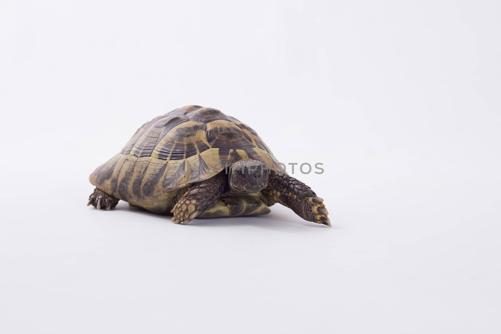 Greek land tortoise, Testudo Hermanni, white studio background by avanheertum