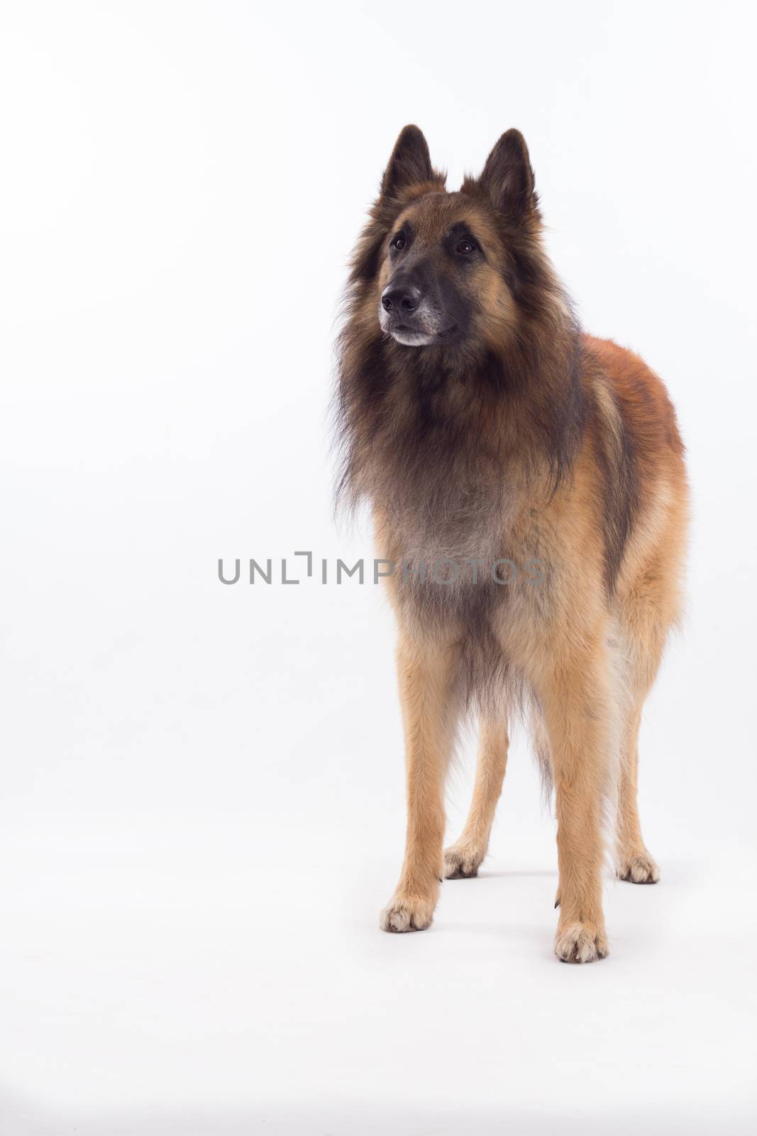 Belgian Shepherd Tervuren dog standing, white studio background by avanheertum