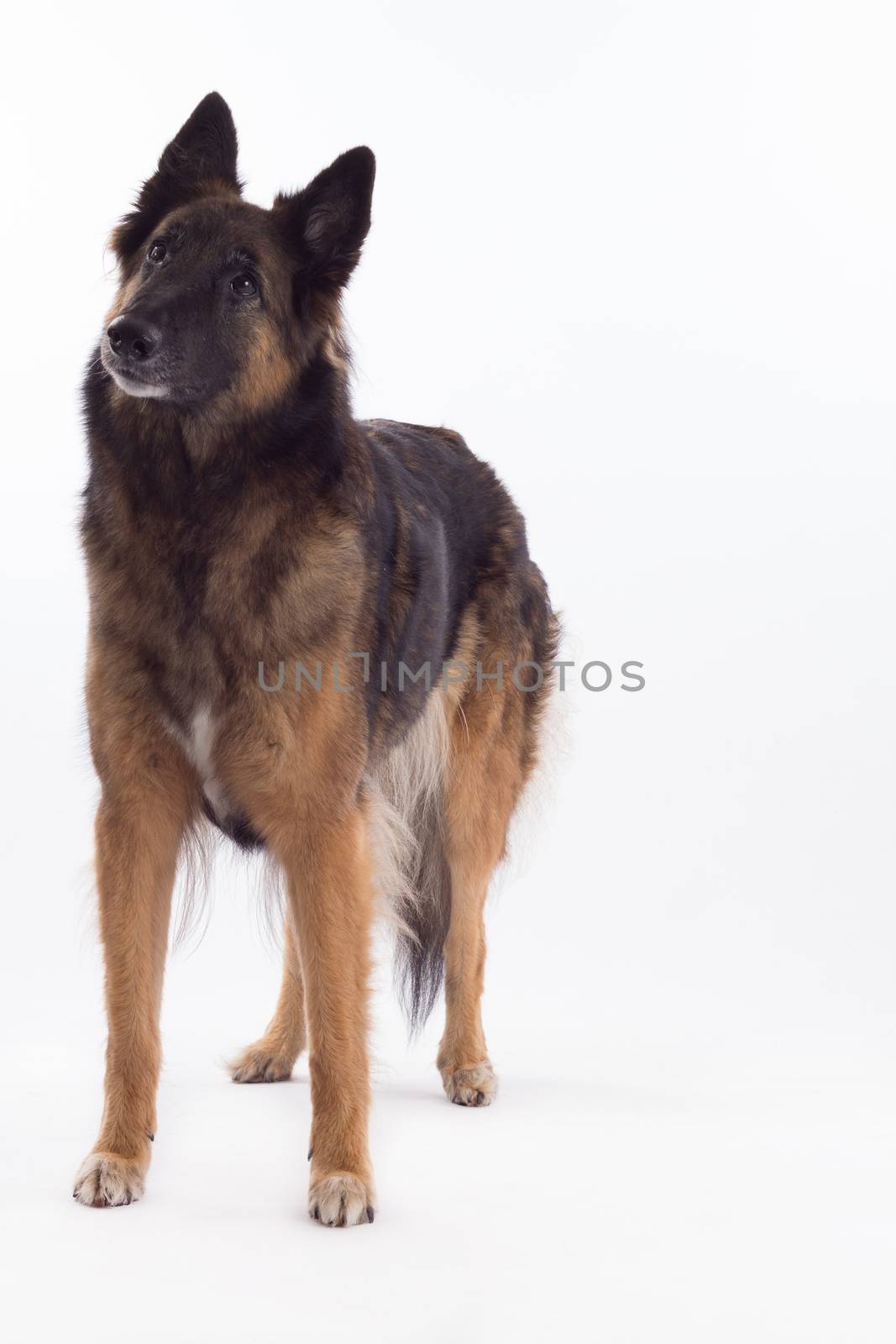 Belgian Shepherd Tervuren bitch standing, white studio backgroun by avanheertum