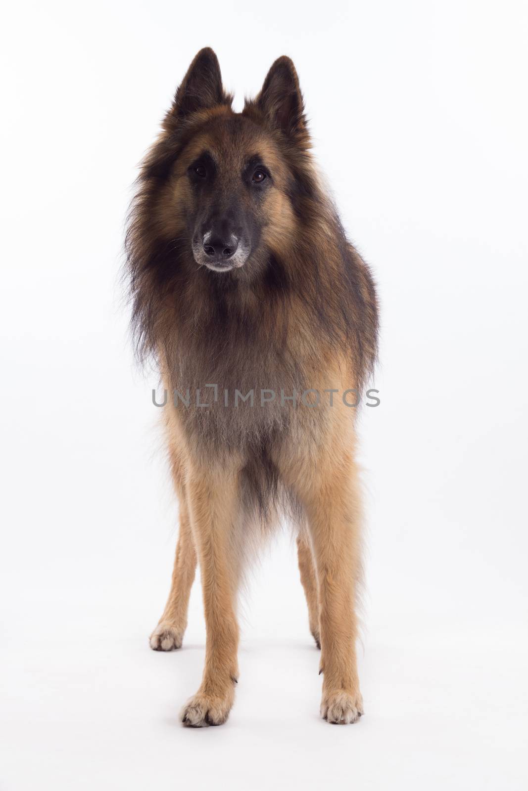 Tervuren dog standing, isolated on white studio background