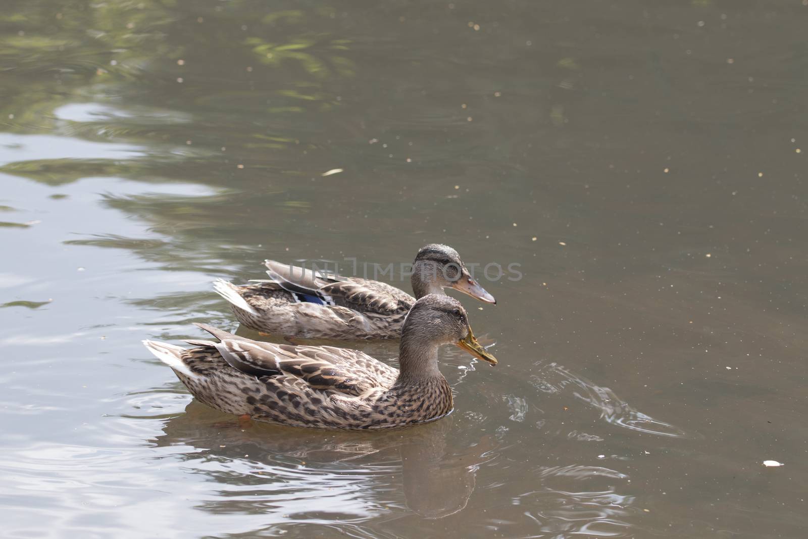 Two wild ducks swimming by avanheertum