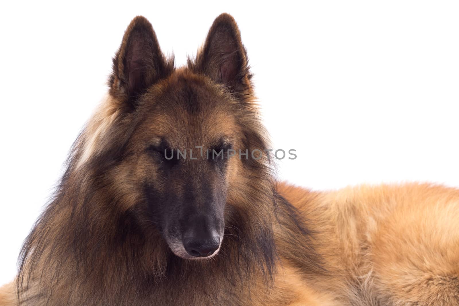 Belgian Shepherd Tervuren, dog, laying down, isolated on white studio background