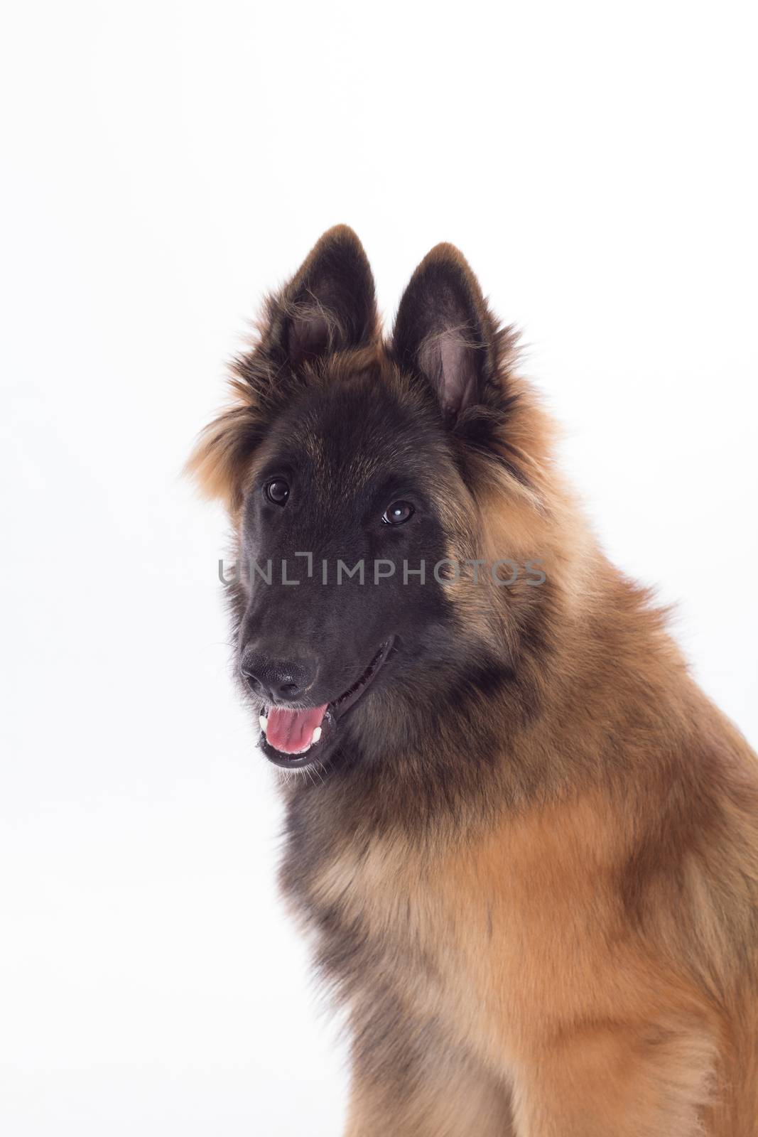 Belgian Shepherd Tervuren dog puppy, headshot, white studio background, headshot, isolated by avanheertum