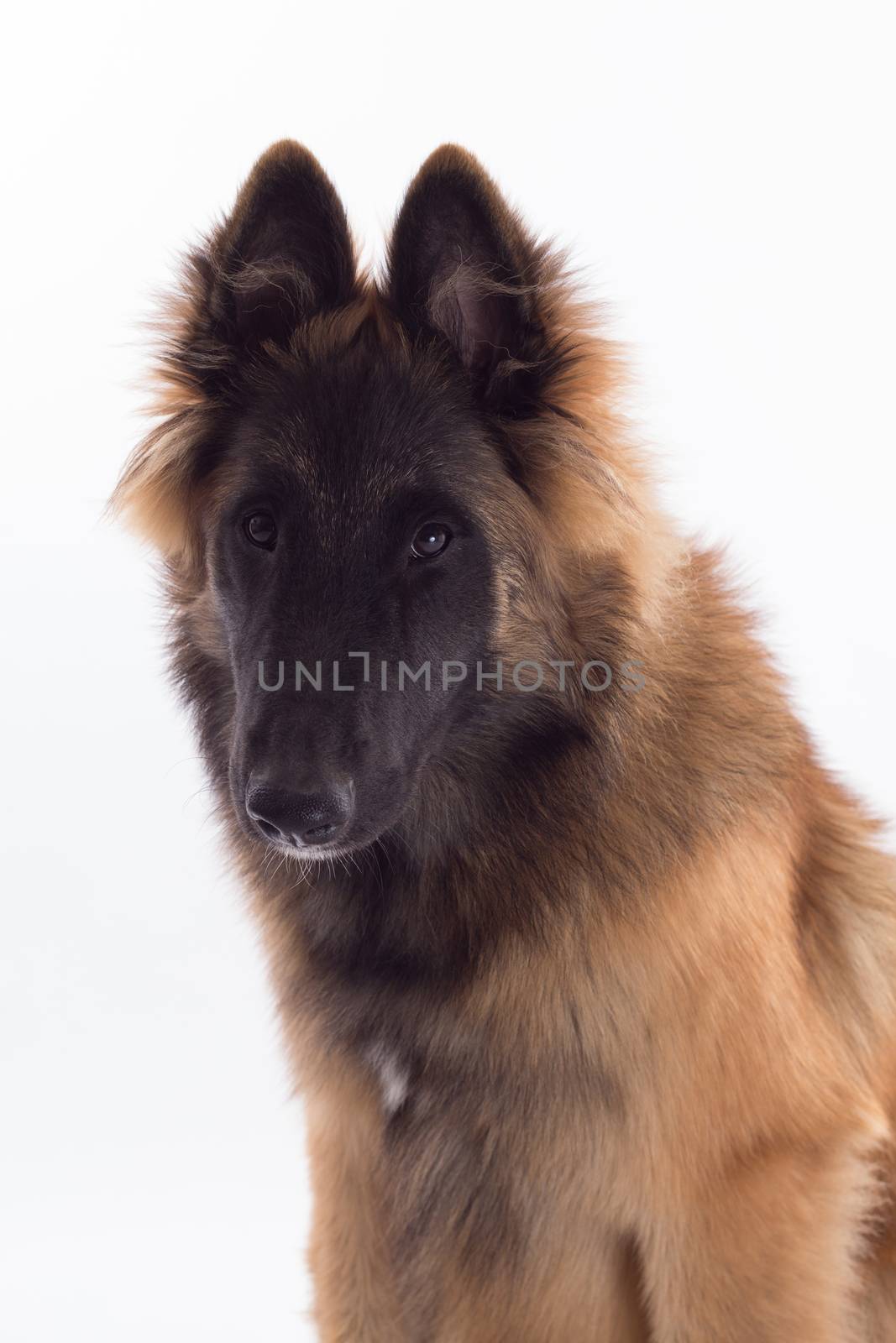 Belgian Shepherd Tervuren dog puppy, headshot, white studio background, headshot, isolated by avanheertum