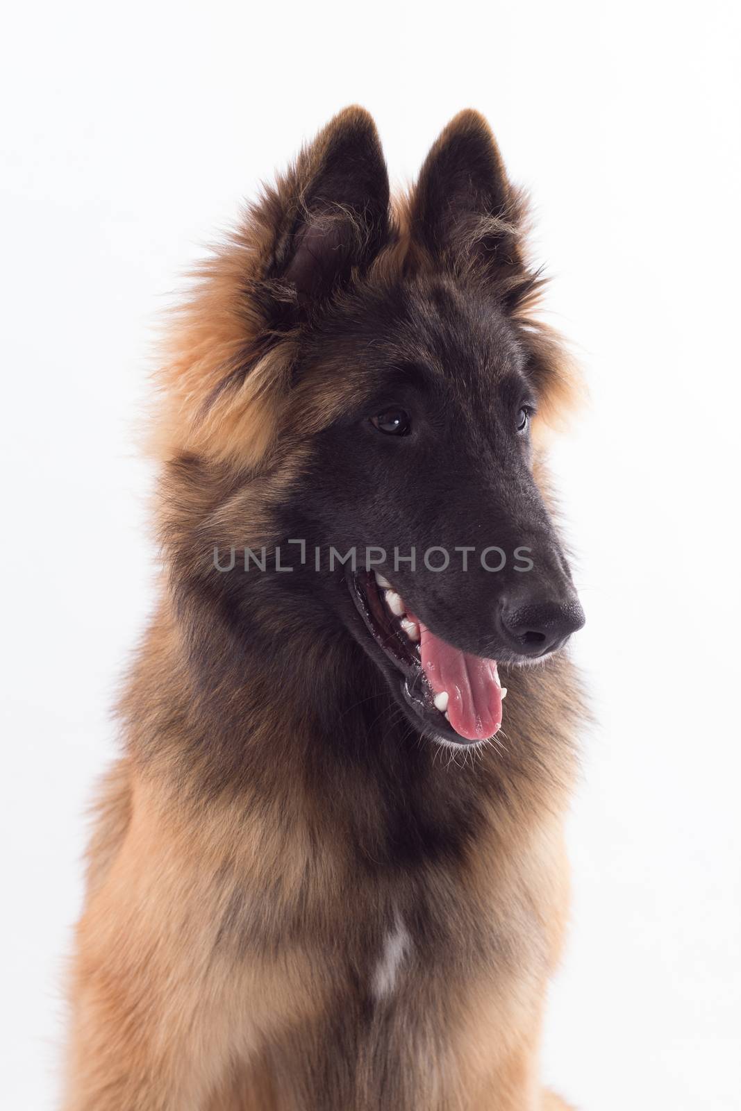 Belgian Shepherd Tervuren dog puppy, headshot, white studio background, headshot, isolated by avanheertum