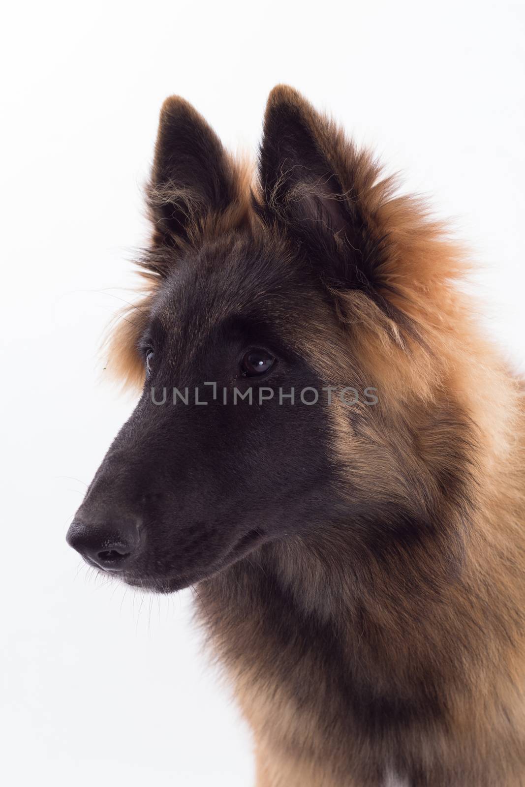 Belgian Shepherd Tervuren dog puppy, headshot, white studio background, headshot, isolated by avanheertum