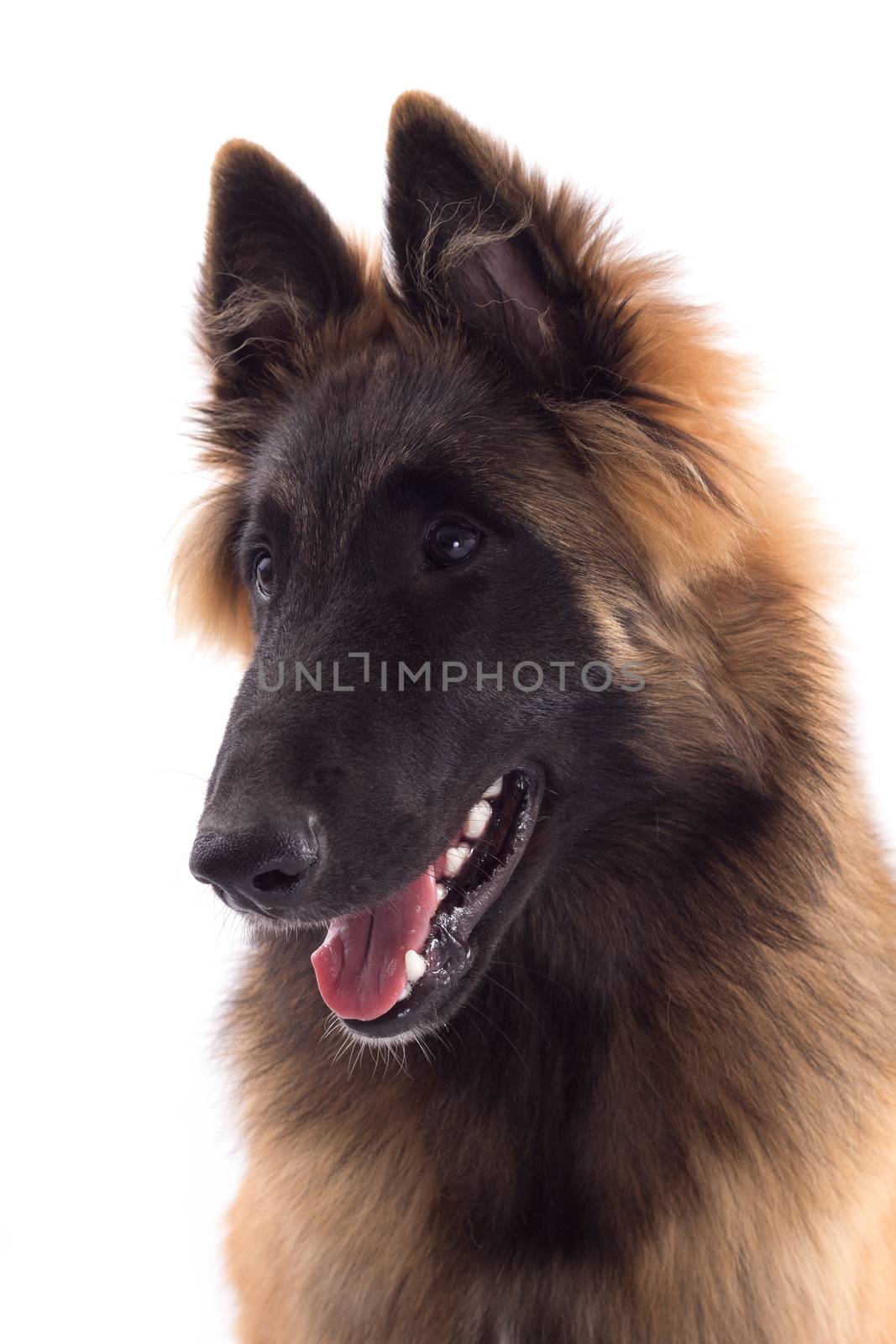 Belgian Shepherd Tervuren dog puppy, headshot, white studio background, headshot, isolated