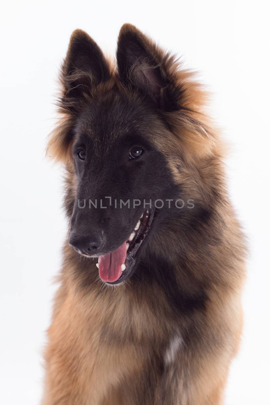 Belgian Shepherd Tervuren dog puppy, headshot, white studio backgroundhs, headshot, isolated by avanheertum