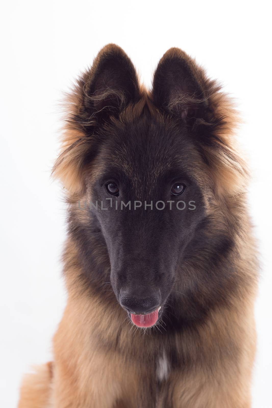 Belgian Shepherd Tervuren dog puppy, six months old, headshot, isolated on white studio background