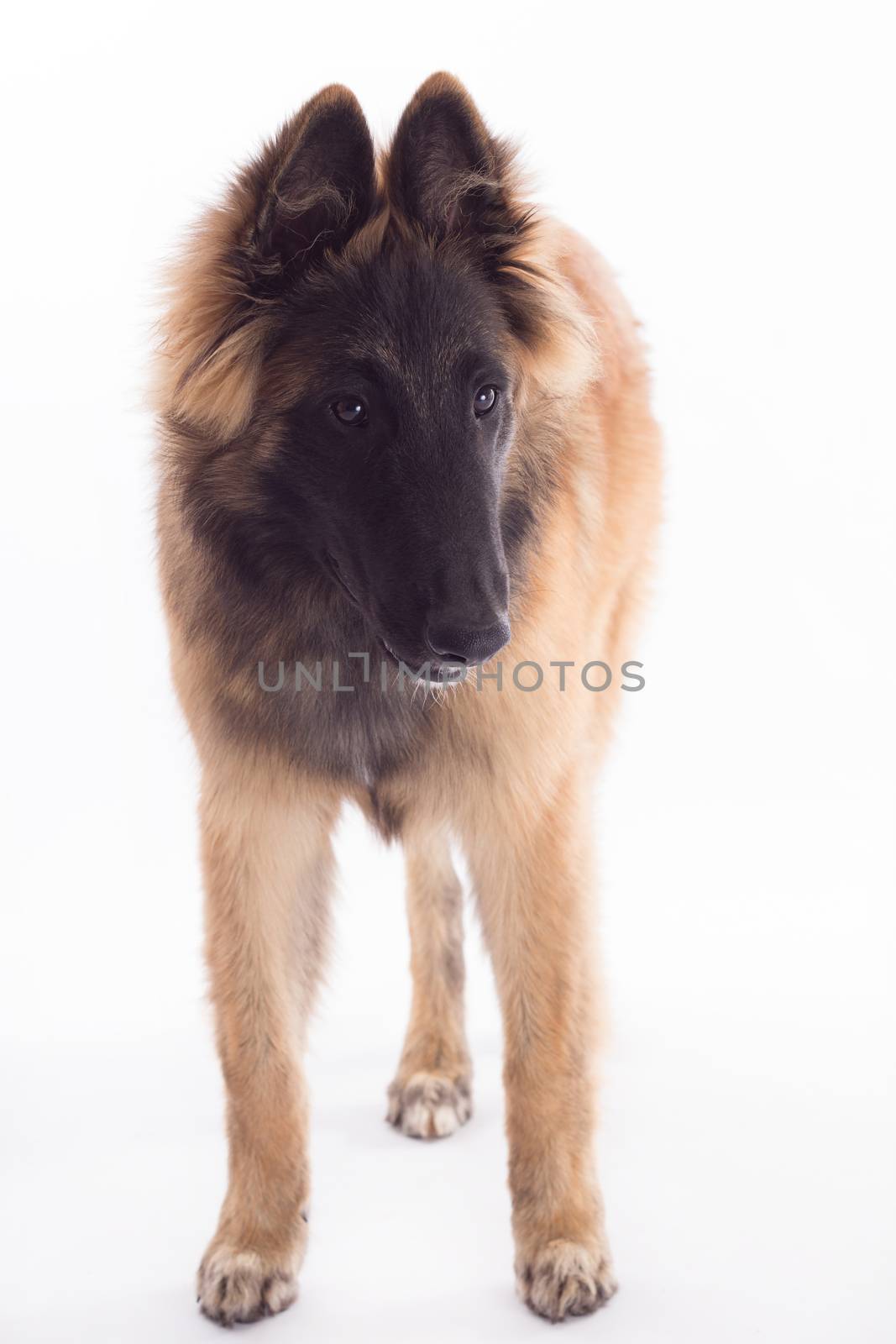 Belgian Shepherd Tervuren dog puppy, headshot, white studio background, headshot, isolated by avanheertum