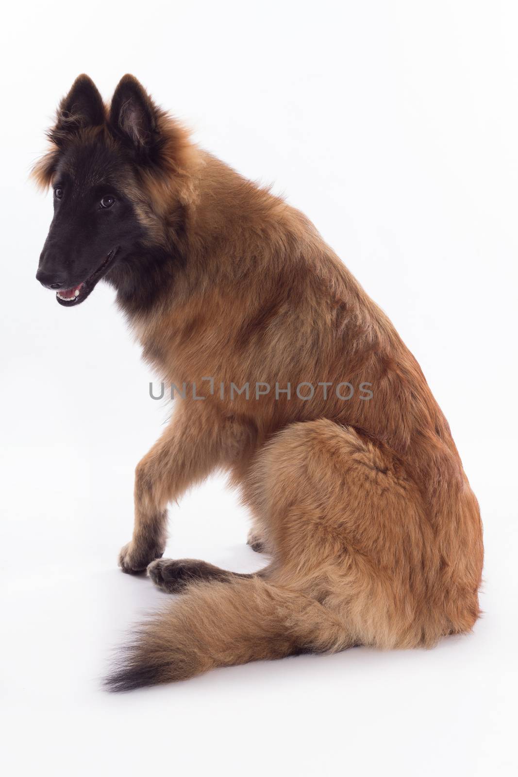 Belgian Shepherd Tervuren dog puppy, six months old, sitting and turning,  isolated on white studio background