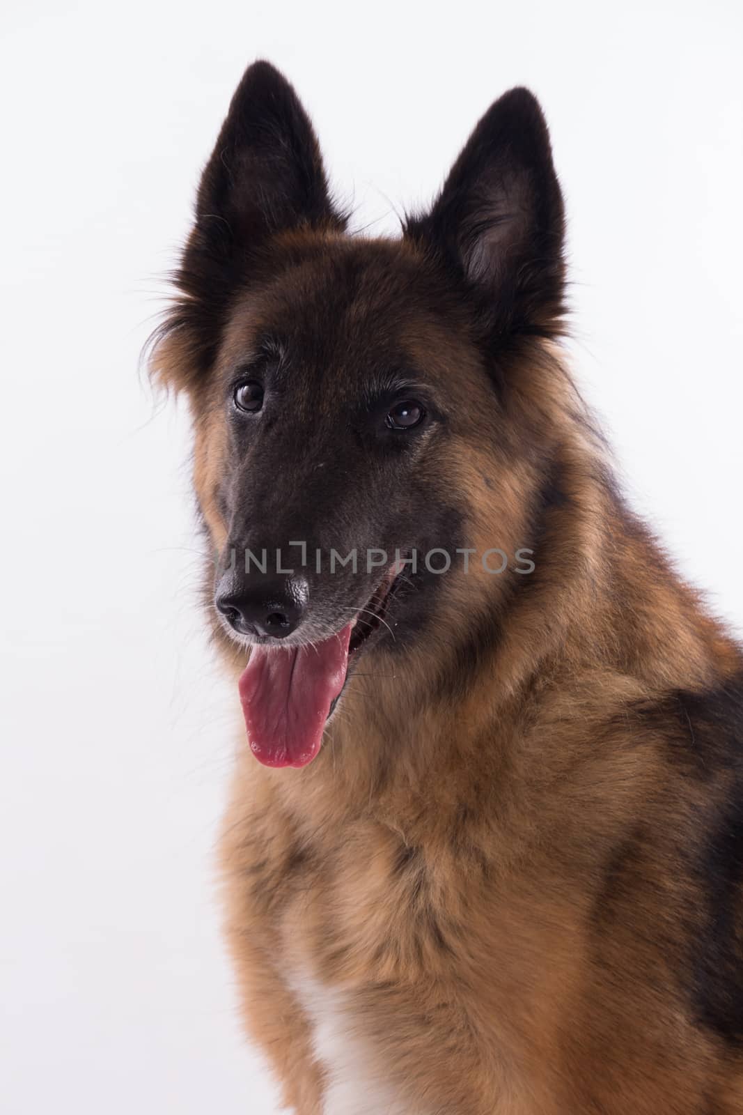 Belgian Shepherd Tervuren bitch sitting, headshot, isolated on white studio background