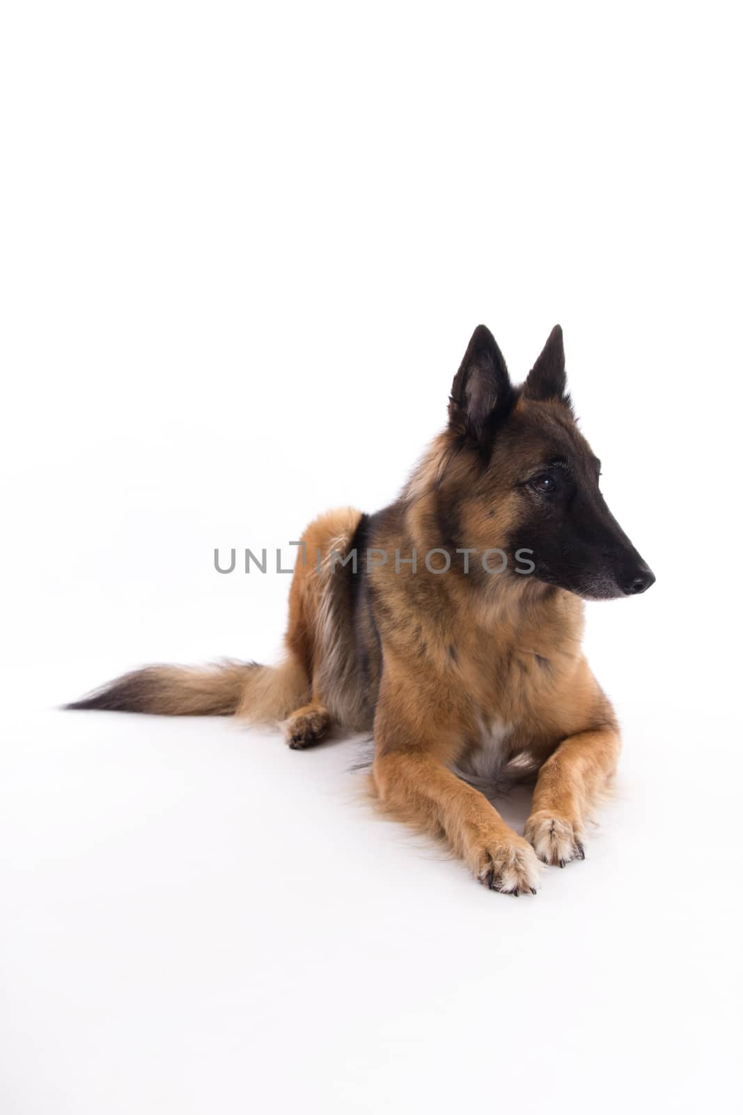 Belgian Shepherd Tervuren bitch laying down, isolated on white studio background