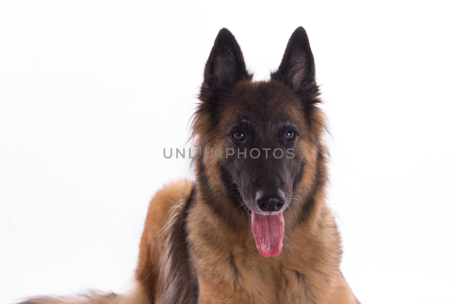 Belgian Shepherd Tervuren bitch laying down, isolated on white studio background