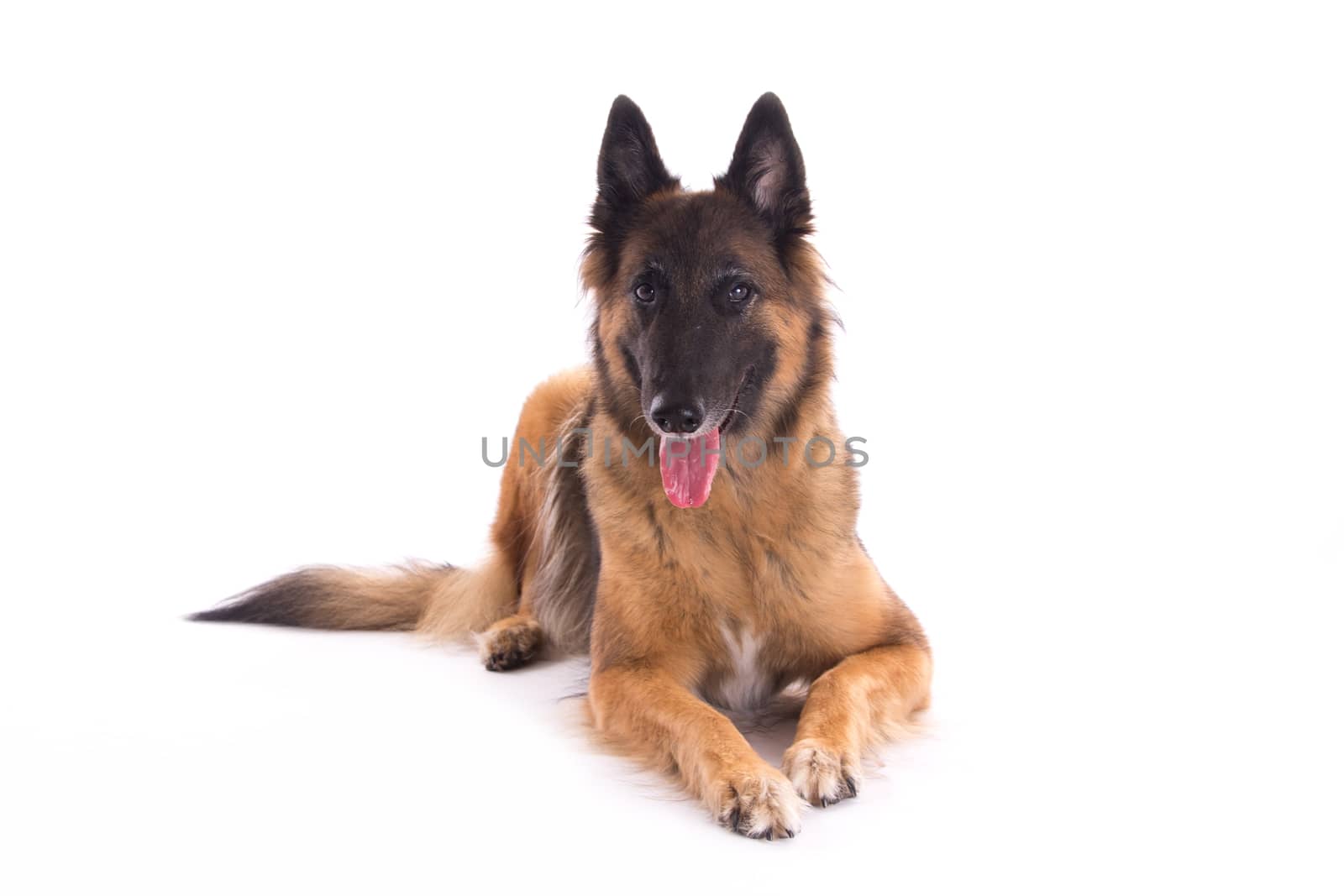 Belgian Shepherd Tervuren bitch laying down, isolated on white studio background