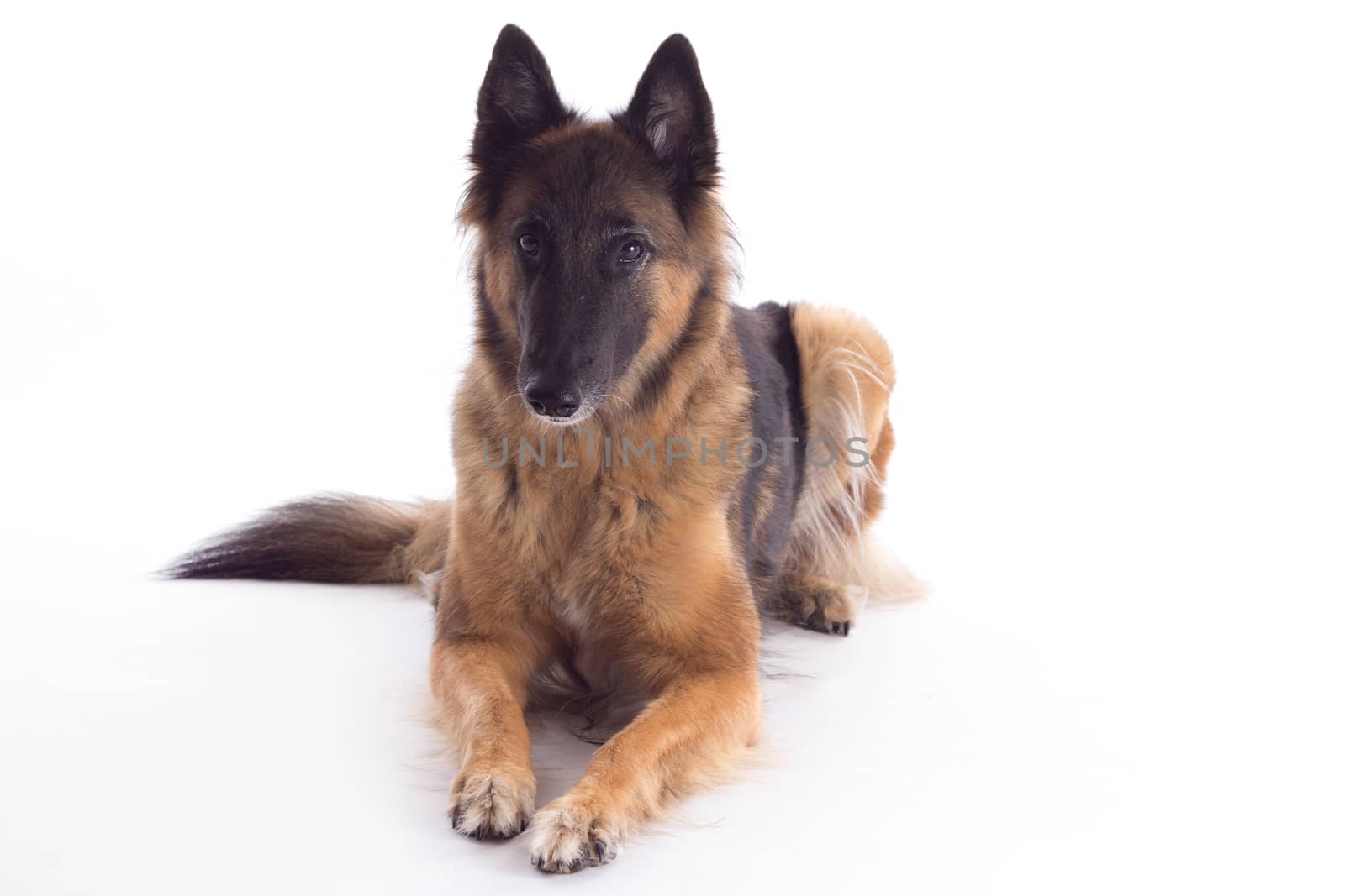 Belgian Shepherd Tervuren bitch laying down, isolated on white studio background