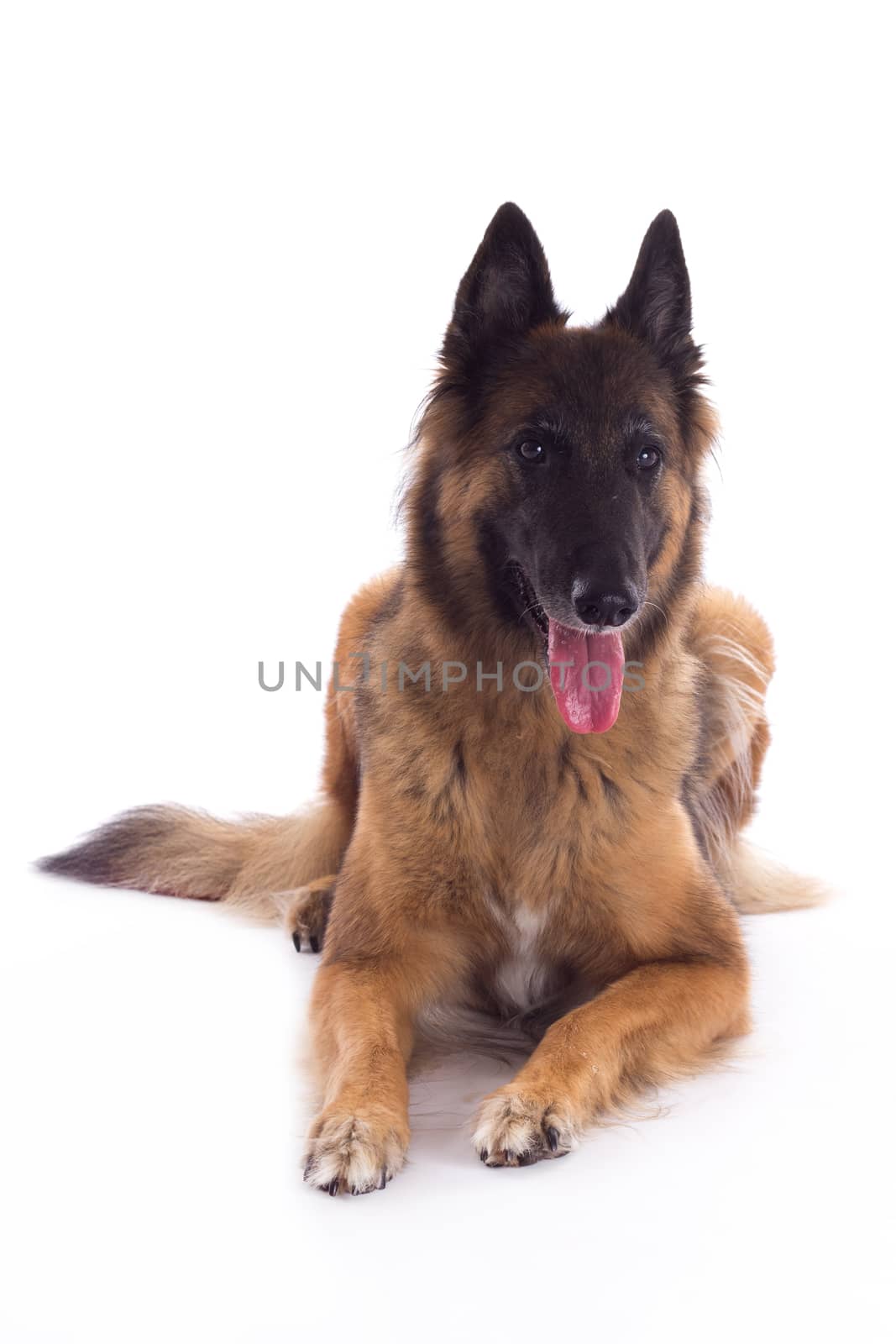 Belgian Shepherd Tervuren bitch laying down, isolated on white studio background