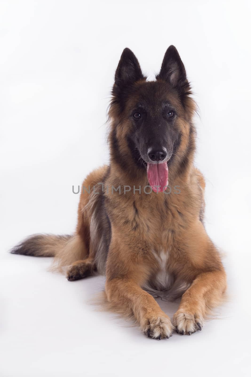 Belgian Shepherd Tervuren bitch laying down, isolated on white studio background