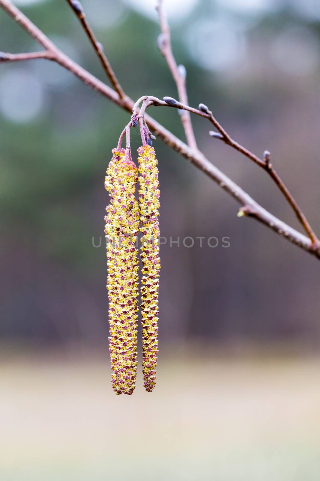 Alder twigs with yellow hanging catkins in spring by BenSchonewille