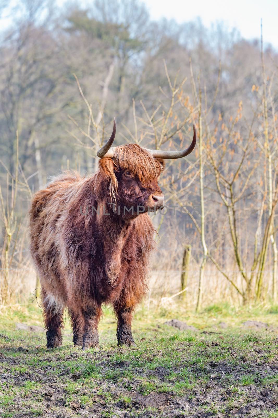 Brown scottish highlander bull standing in sunny spring pasture