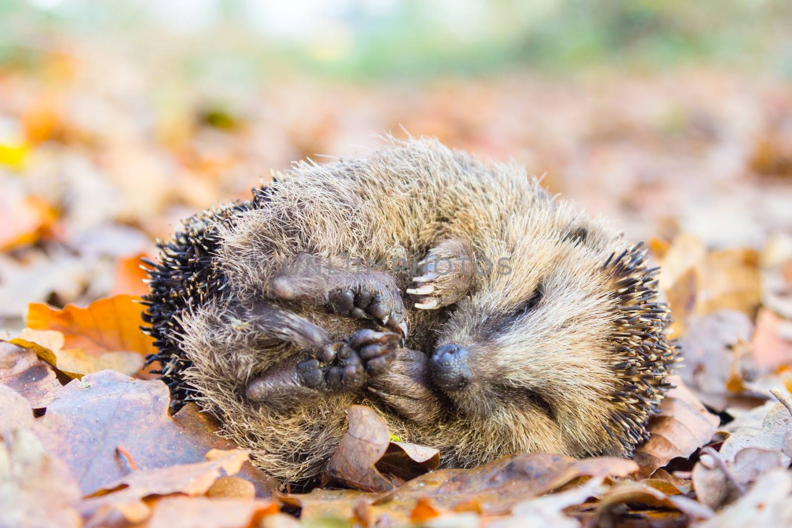 Curled up hedgehog lying and sleeping on autumn leaves in forest