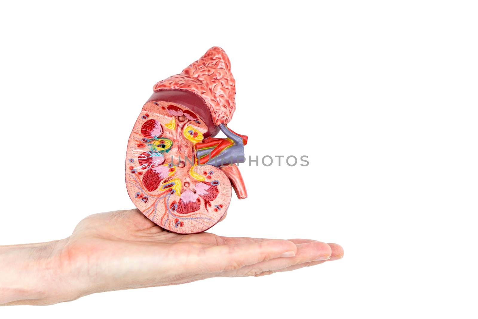 Flat female hand showing model with cross section of human kidney isolated on white background