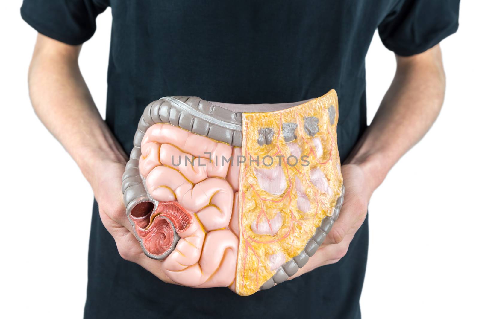 Man holding model of human intestines or bowels on black shirt isolated on white background