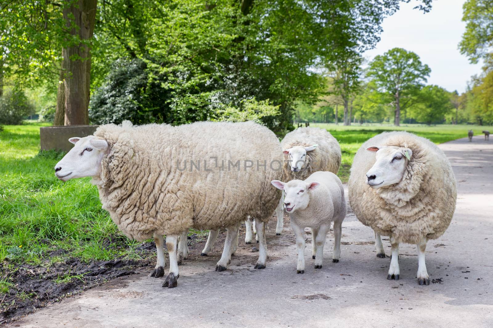 Group of white sheep and lamb on street in nature during spring