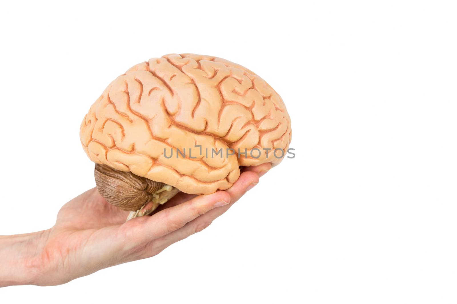 female hand holding model human brains isolated on white background