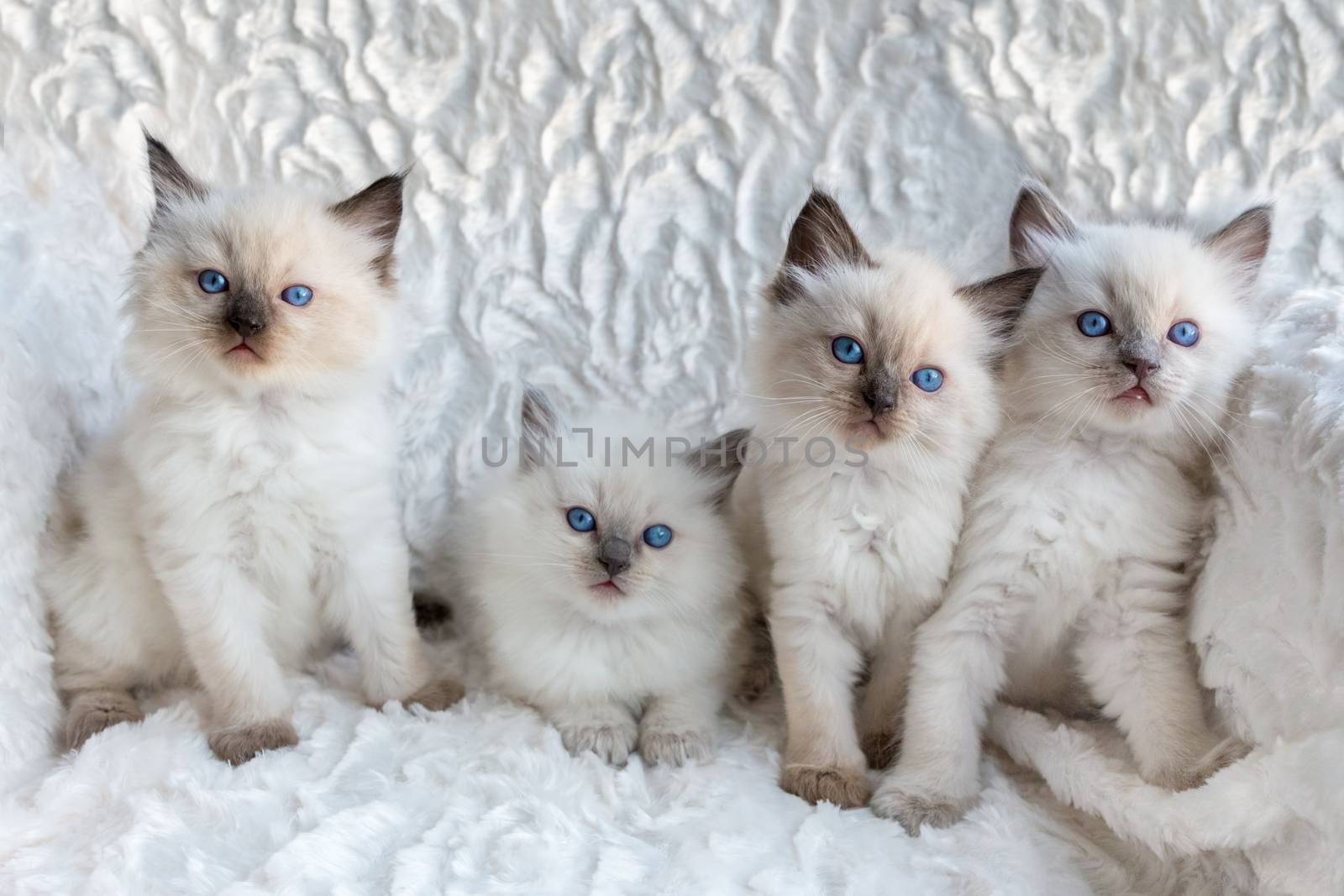 Four young Ragdoll cats sitting in a row by BenSchonewille