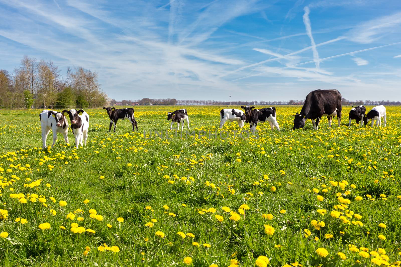 Mother cow with newborn calves in green grass with yellow dandelions during spring