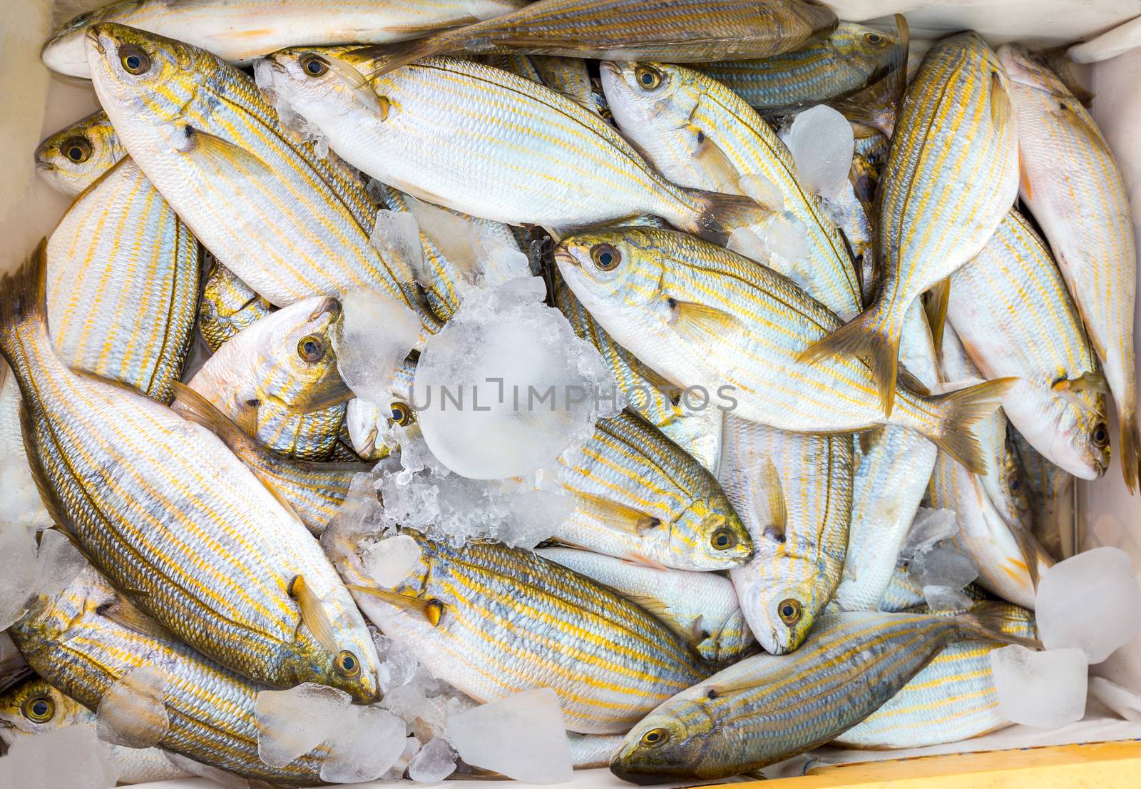 Many little caught dead fish with ice on market