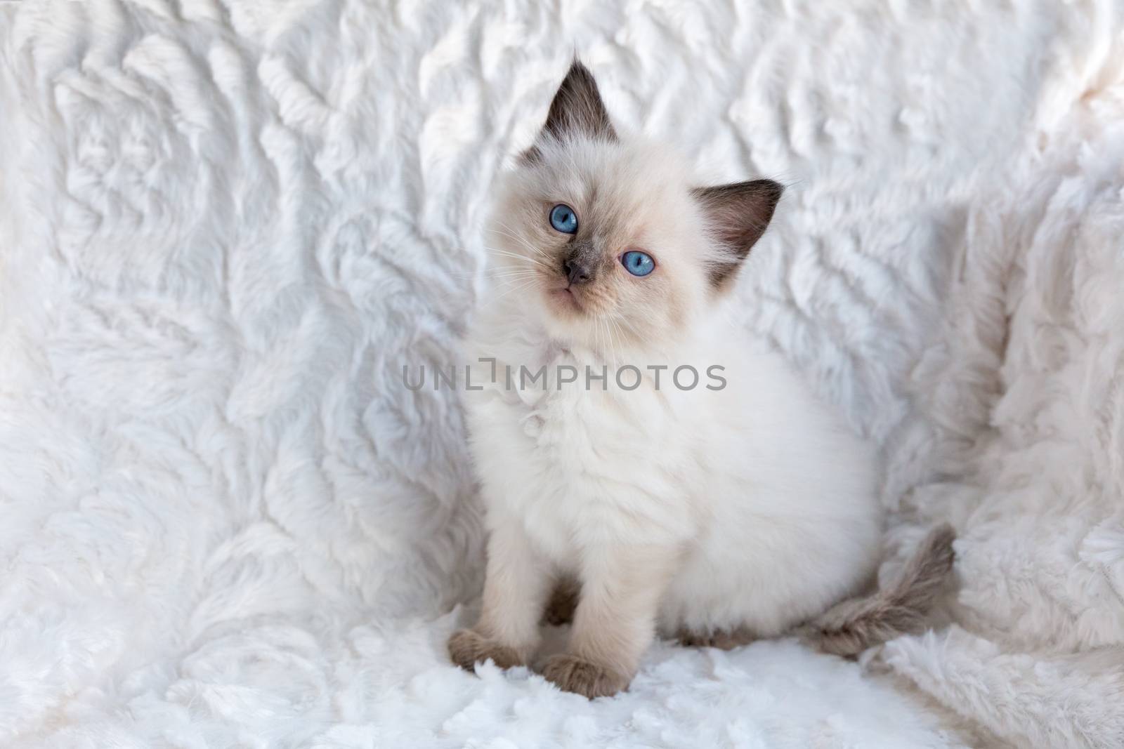One young ragdoll cat sitting on fur in chair  by BenSchonewille