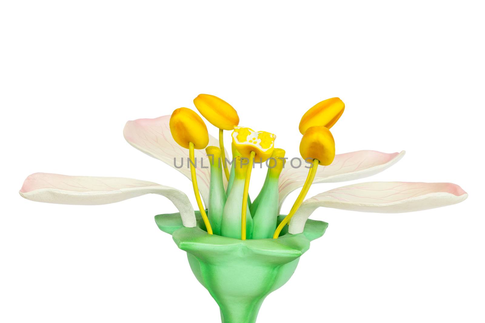 Model of flower with stamens and pistils on white background by BenSchonewille