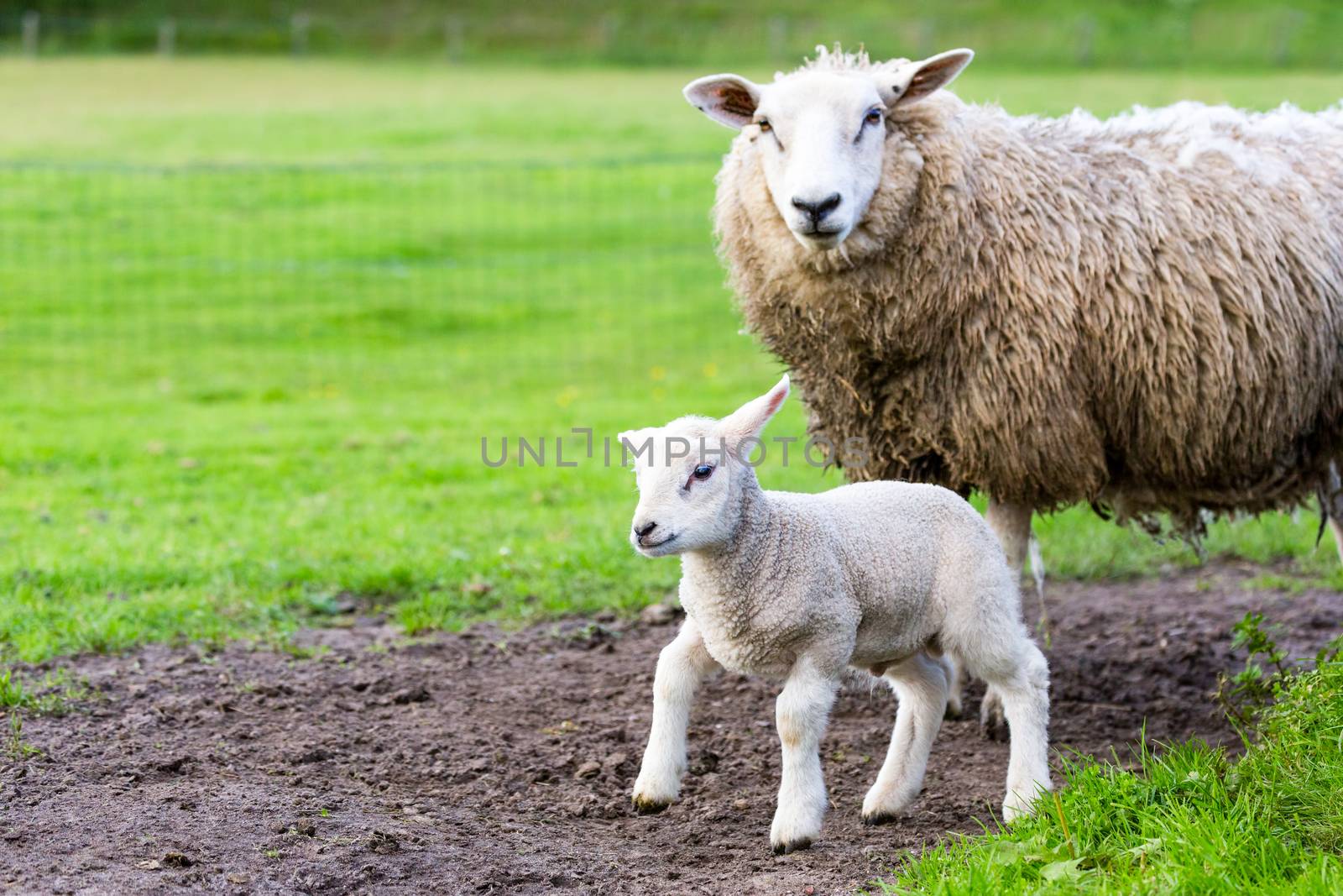 Mother sheep and newborn lamb in pasture during  springtime