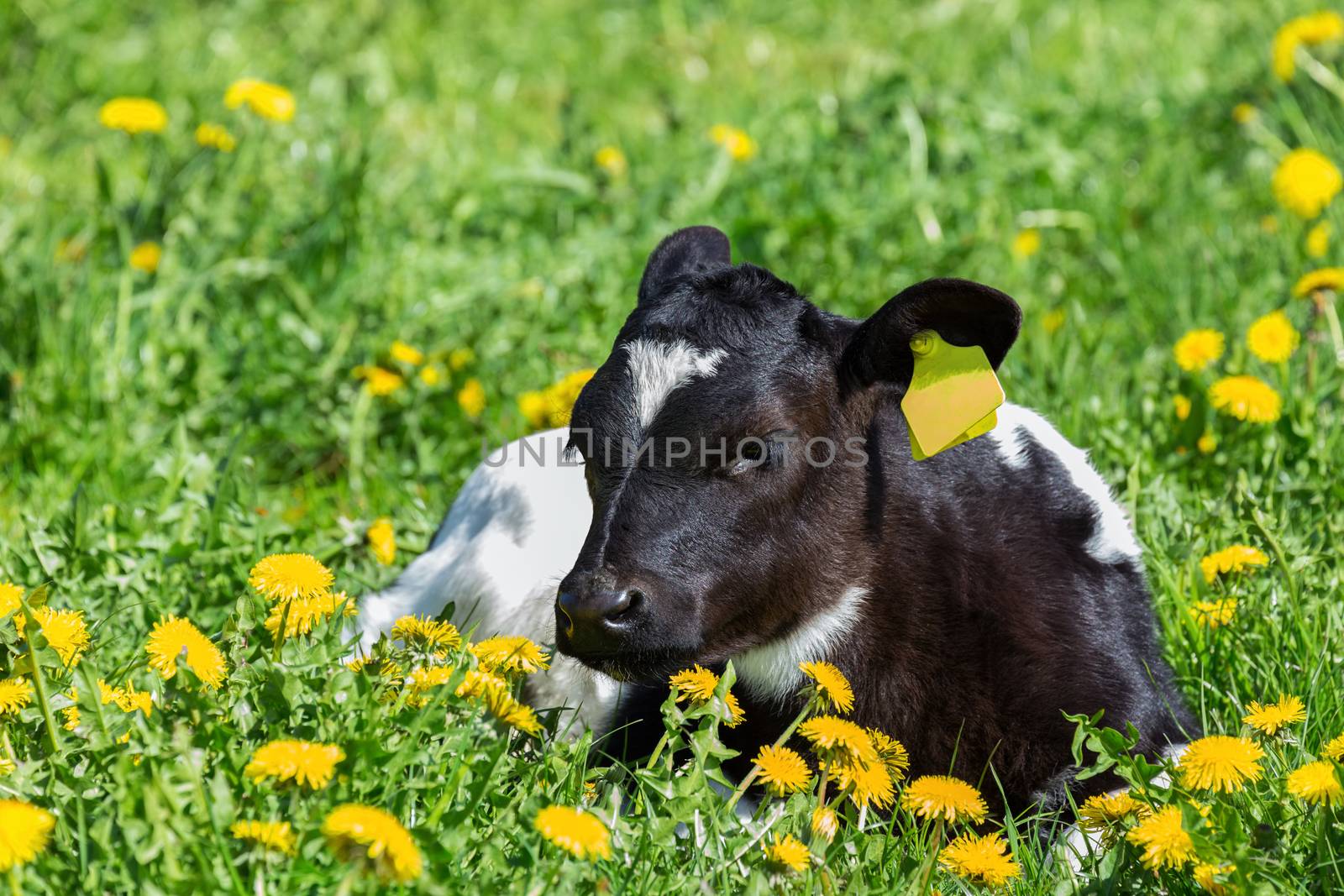 Newborn calf lying in green meadow with yellow dandelions by BenSchonewille