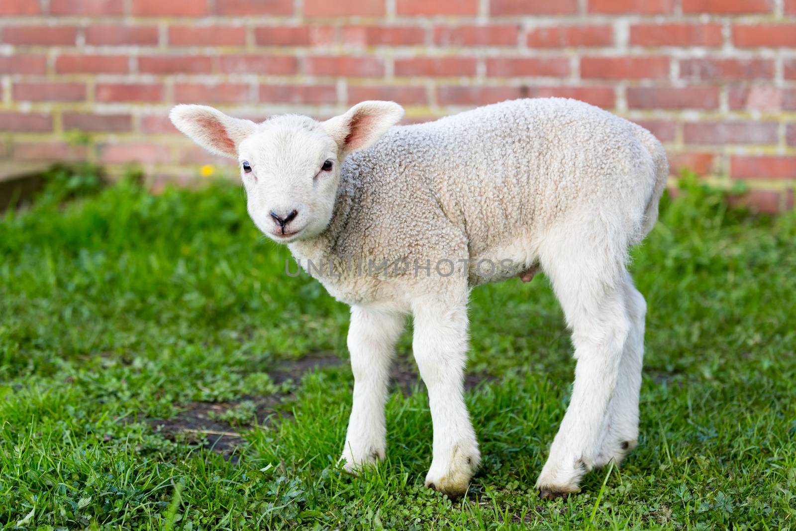 One white newborn lamb standing in green meadow during spring season