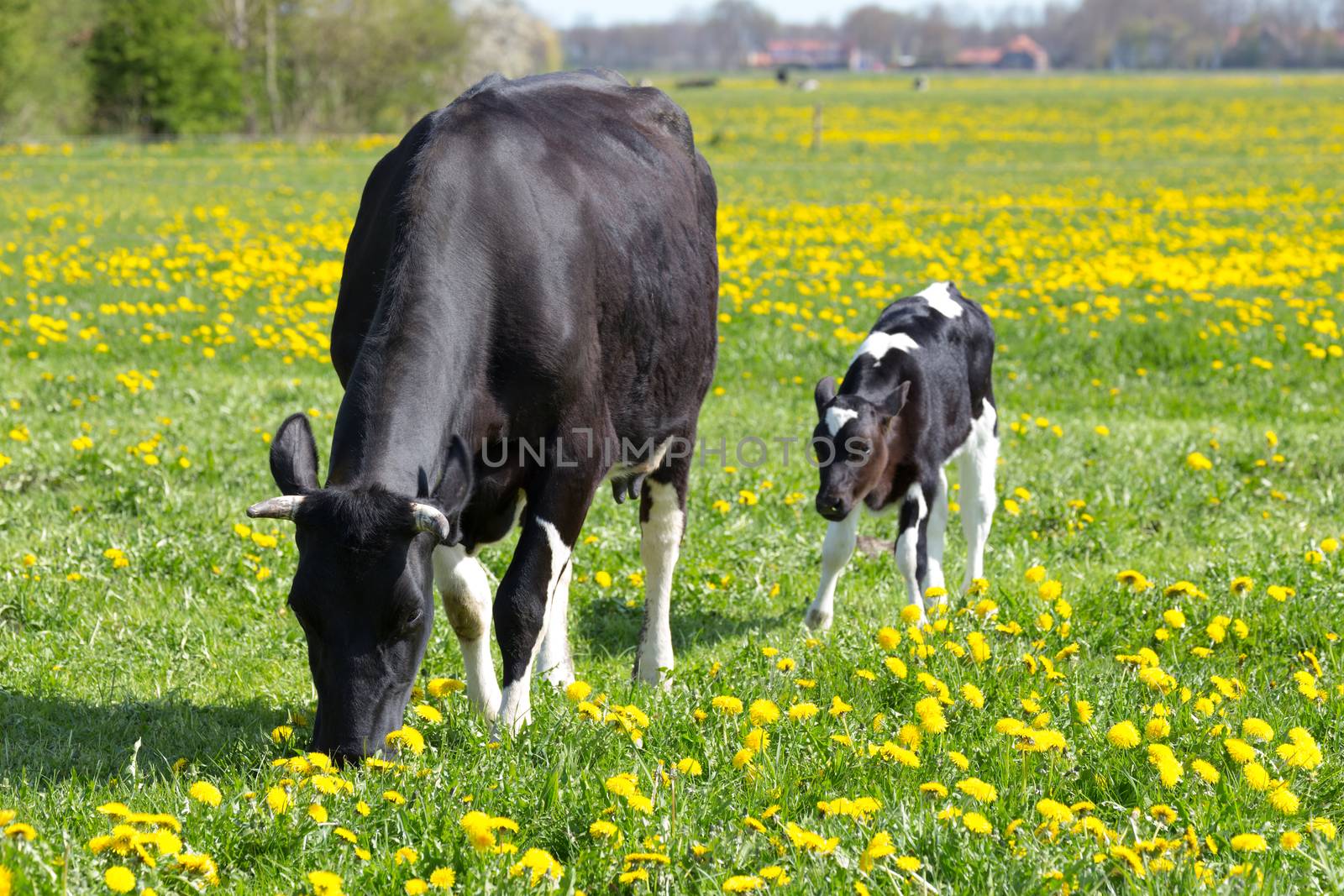Spotted mother cow and calf in green meadow with yellow dandelions in spring
