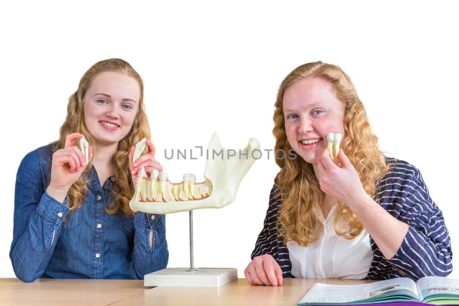 Two female students exploring jaw model with teeth in biology lesson