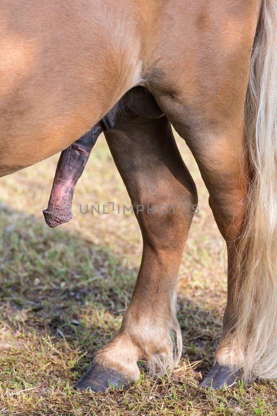 Stiff horse cock erection with back legs and tail
