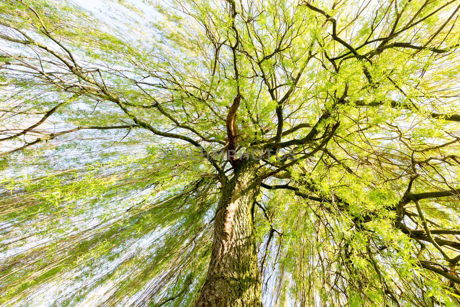 Sprouting willow tree with green leaves in spring season