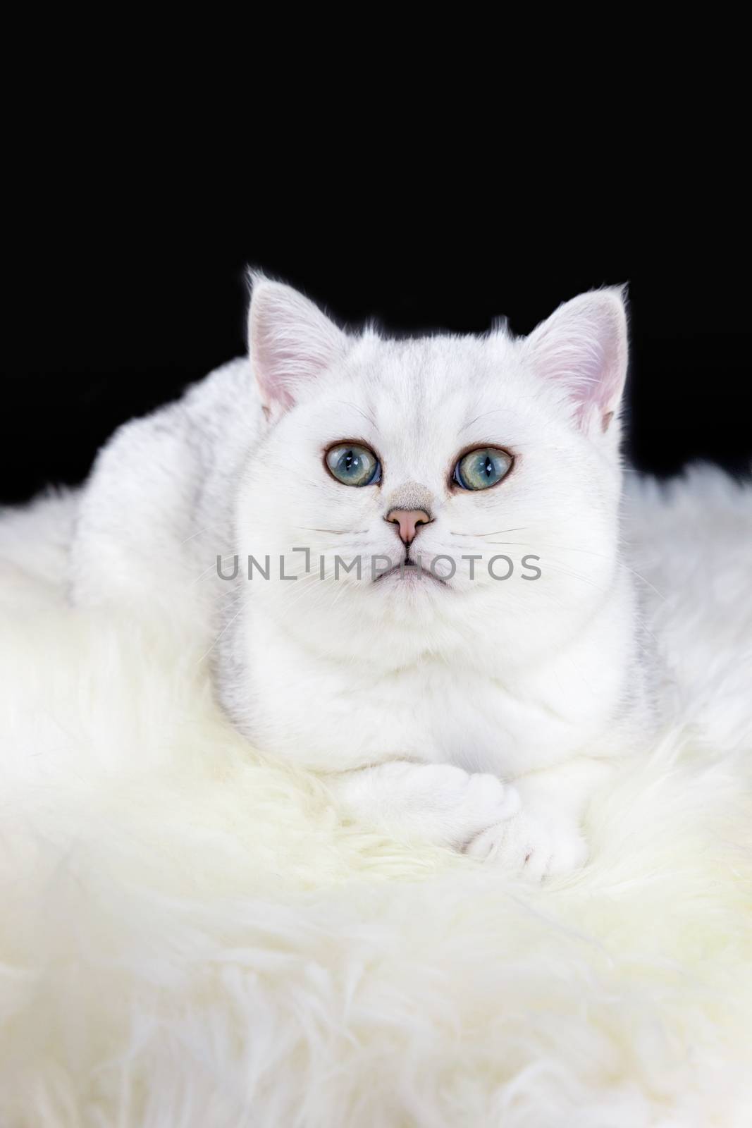 Young black silver shaded cat lying on white sheepskin  by BenSchonewille