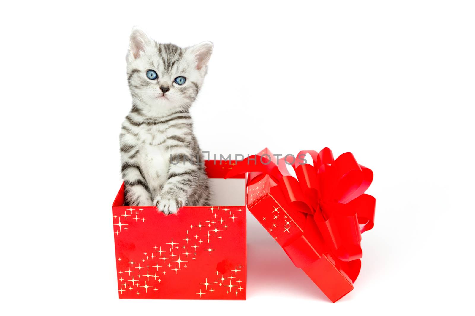 Young silver tabby cat standing in red box with stars isolated on white background