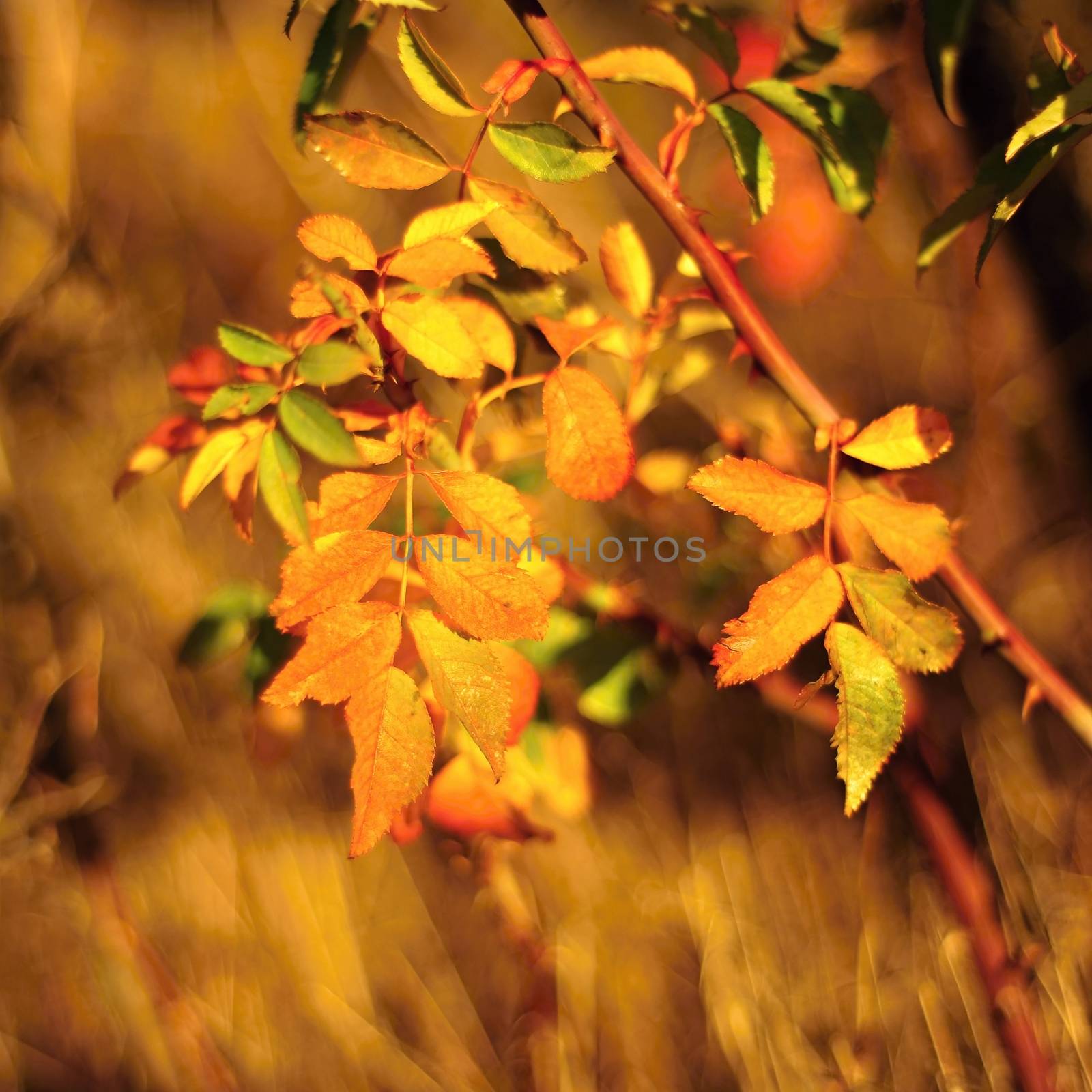 Beautiful red rosehip with a blurred background and sunlight