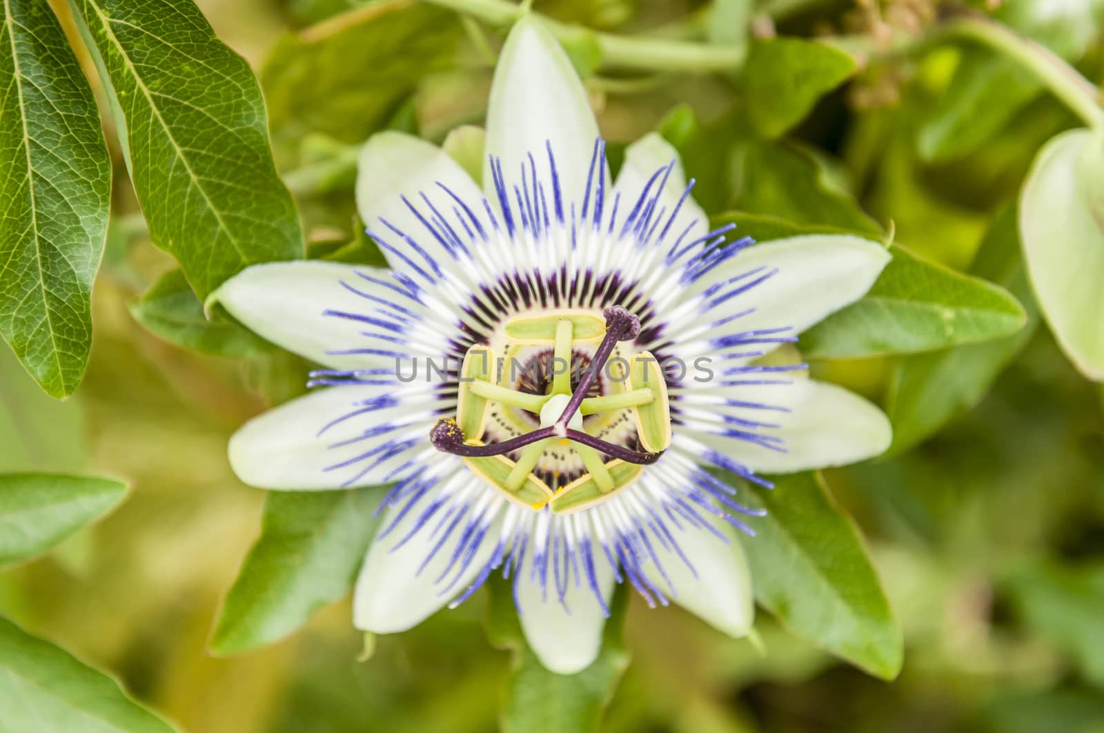 nice bluebonnets flower by edella