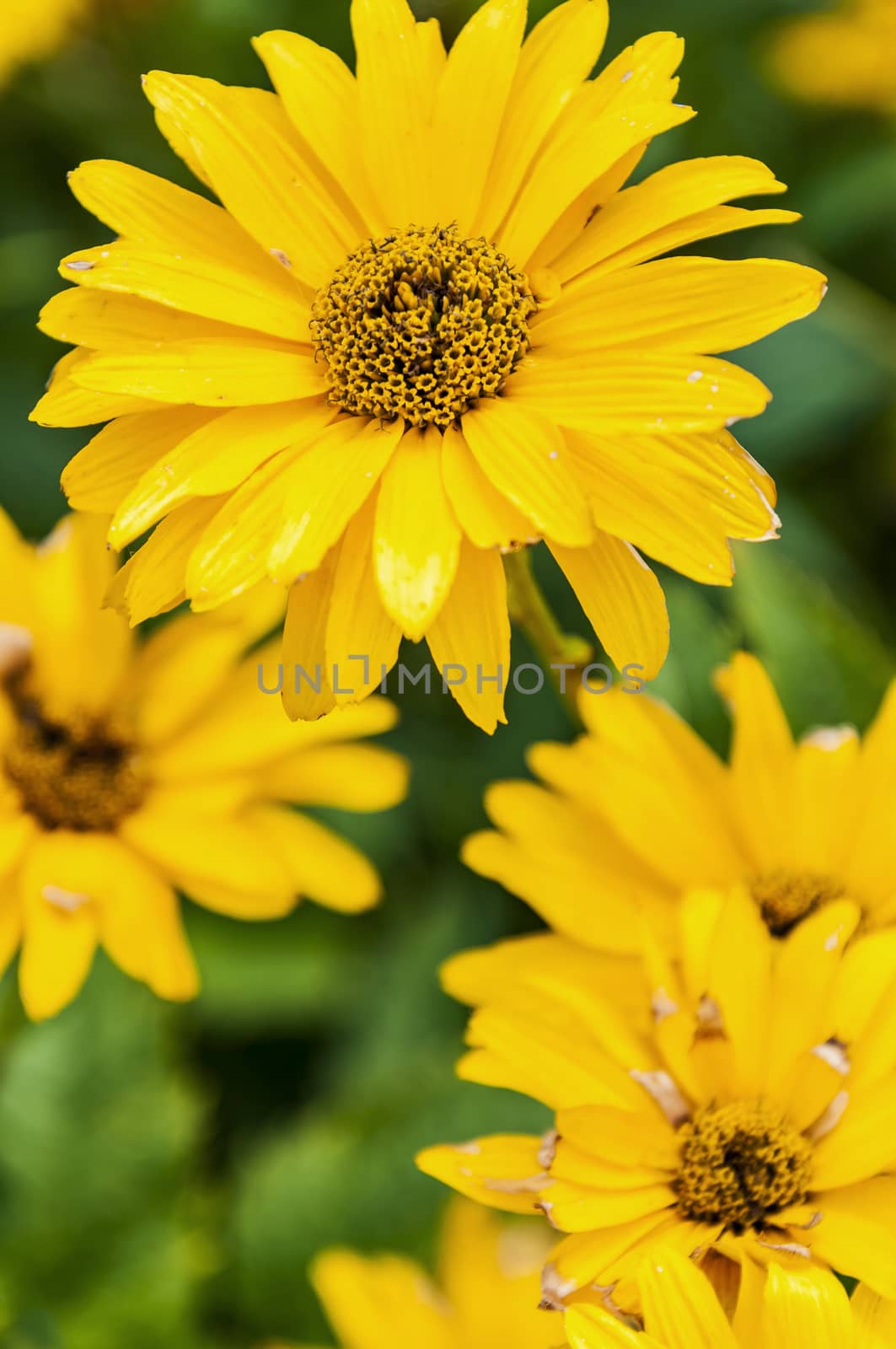 nice group of yellow flower in the garden