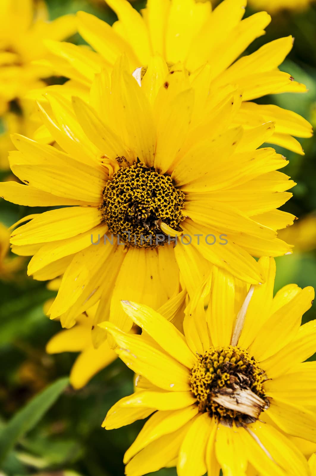 nice group of yellow flower in the garden